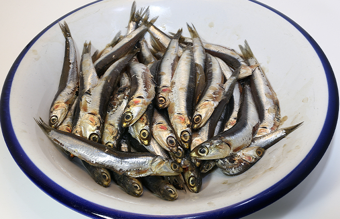 Engraulidae-Anchovy fish